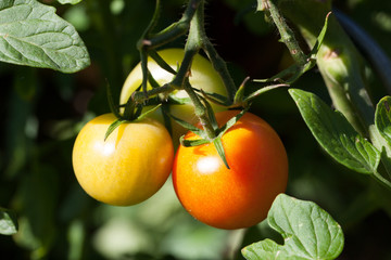 Colorfull Tomatoes 