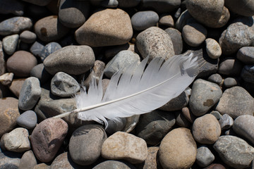 white feather on pebbles