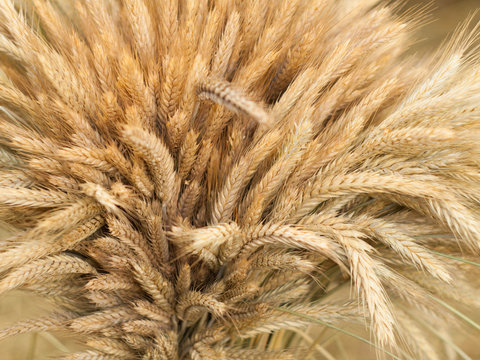 Ears of wheat. Close up of ripe wheat ears