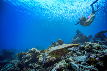 Freediver girl swimming with turtle. Underwater shot