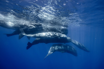 Underwater adventures with whales in Atlantic ocean water. Blue environmental marine background with seven spermwhales traveling near water surface. Wildlife conservation conceptual photograph