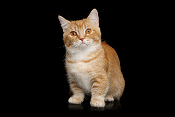 Red Munchkin Cat Sitting and Looks Curious on Isolated Black background, front view
