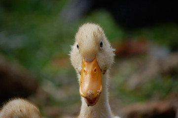 Filhote de marreco de Pequim