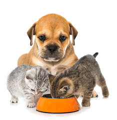 Obraz premium Welpe und Kätzchen mit Futterschüssel