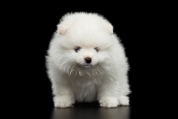 Groomed miniature Pomeranian Spitz white puppy Standing on black isolated background, front view