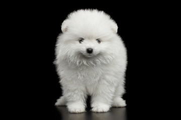 Groomed miniature Pomeranian Spitz white puppy Standing on black isolated background, front view