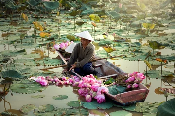 Fotobehang De landbouw is lotus aan het oogsten in het moeras. © EmmaStock