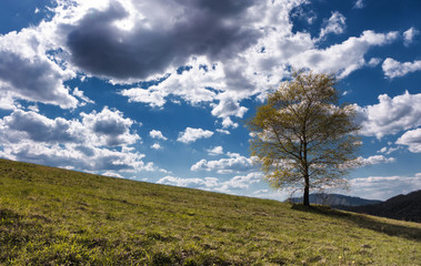 Lonely tree in country