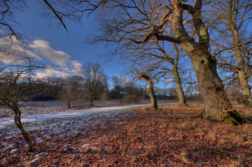 Oak forests at winter time
