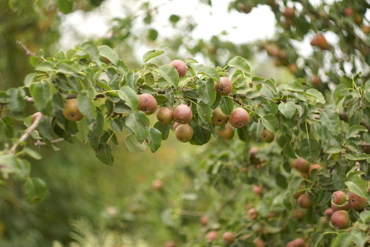 The fruits of the wild pear