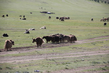 Mongolie