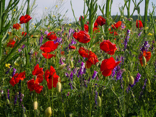 Red field poppies grow in the green grass, summer morning