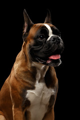 Portrait of Adorable Boxer Dog Isolated on Black Background