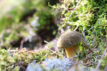 Mushroom Xerocomus fungus moss