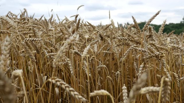 Passing through the field with wheat.