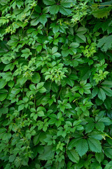 Background of fresh, juicy leaves of a girlish vine growing on the wall of a building or on a fence.