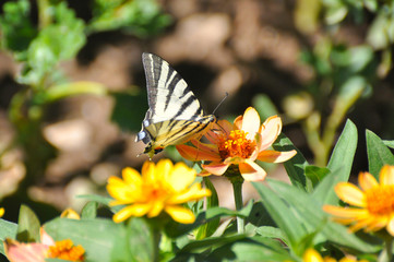 Iphiclides podalirius, Scarce swallowtail butterfly on flowers. Butterfly collecting nectar on flowers in the garden.