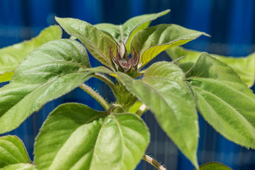 Obraz premium sunflower starting to blow