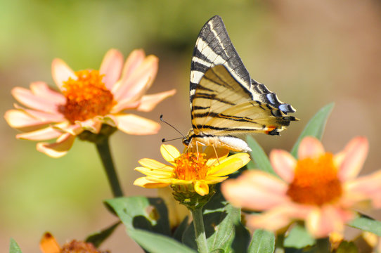 Iphiclides podalirius, Scarce swallowtail butterfly on flowers. Butterfly collecting nectar on flowers in the garden.