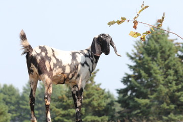 Goats playing on top of a stone wall on a small farm.  