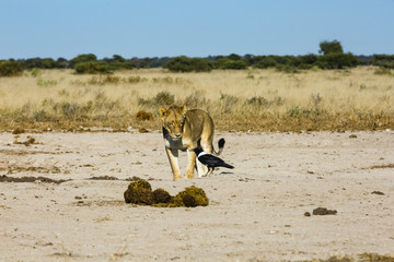 wildlife in Nxai Pan National Park