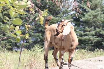 Goats playing on top of a stone wall on a small farm.  