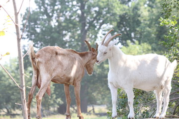 Goats playing on top of a stone wall on a small farm.  