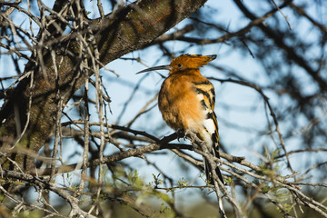 the wildlife of Central Kalahari Game Reserve