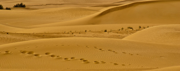 Camel tracks in sand dunes in Dubai