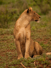 Lioness in South Africa