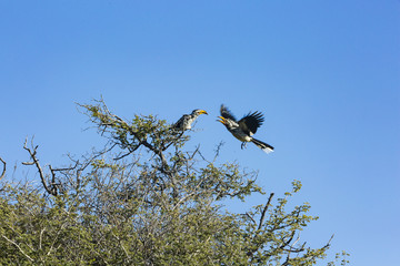 the wildlife of Central Kalahari Game Reserve