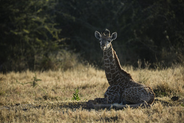 Fototapeta na wymiar the wildlife of Moremi Game Reserve
