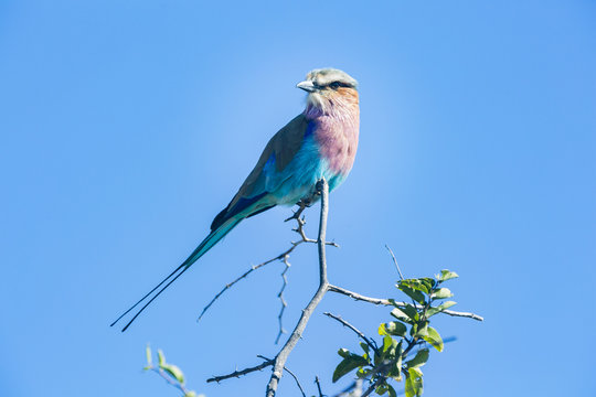 the wildlife of Central Kalahari Game Reserve