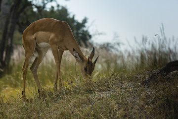 the wildlife of Moremi Game Reserve