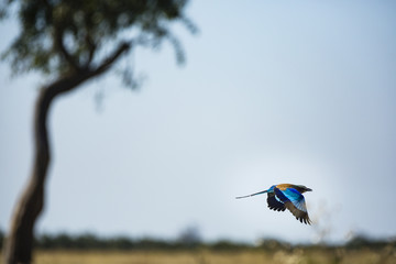 the wildlife of Savuti Marsh