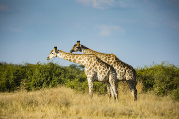 the wildlife of Savuti Marsh