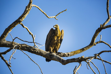 the wildlife of Savuti Marsh
