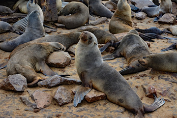 Namibia cape cross seal colony