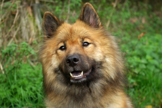  Eurasier dog portrait
