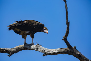 the wildlife of Savuti Marsh