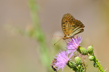 Argynnis pandora - Cardinal cloak butterfly on a flower in summer. Butterfly on wild meadow