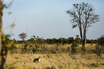 Obraz na płótnie Canvas The wildlife of Chobe National Park