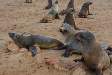 Fototapeta premium Namibia cape cross seal colony