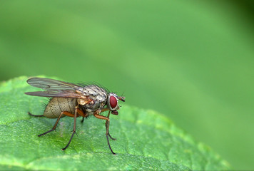 The fly on the leaf