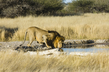 the wildlife of Central Kalahari Game Reserve