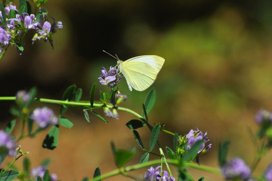 Southern Small White butterfly, Pieris mannii on flowers in meadow. Small white butterfly feeding on flowers