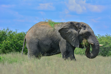Namibia Etosha national park elephant