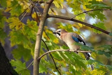Eurasian jay on a tree branch. Wild bird.