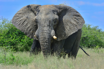 Fototapeta na wymiar Namibia Etosha national park elephant