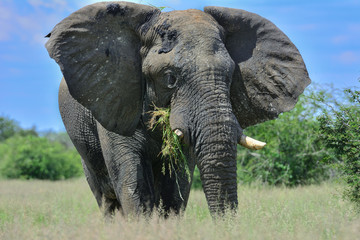 Naklejka na ściany i meble Namibia Etosha national park elephant